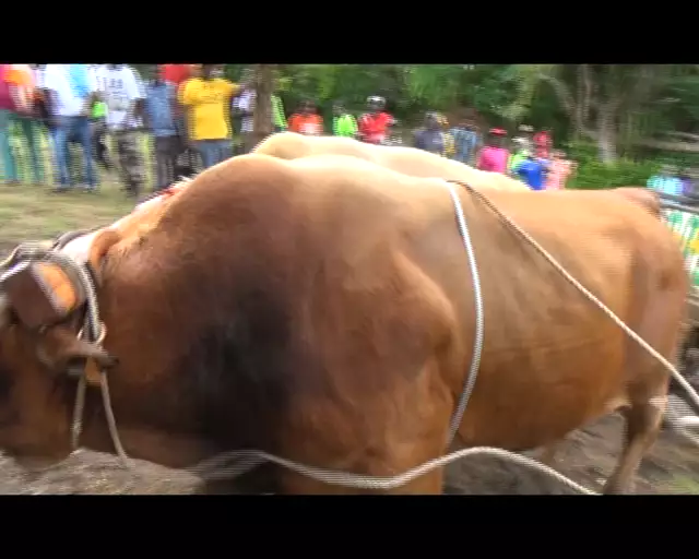 Actu 2019 - concours de Boeufs tirants organisé par les Forçats