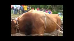 Actu 2019 - concours de Boeufs tirants organisé par les Forçats