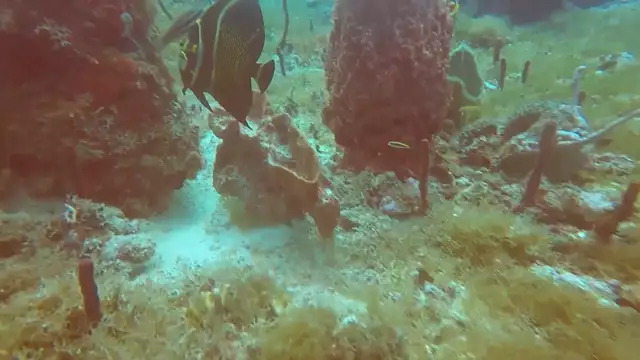 Marie Galante outremer : Une plongée à Chalet