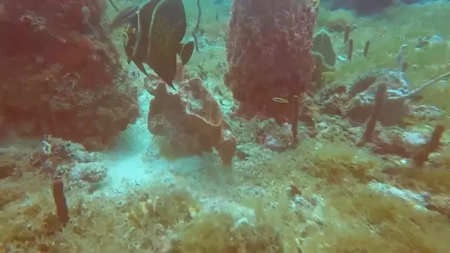 Marie Galante outremer : Une plongée à Chalet