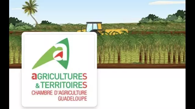 Agriculture et Territoire : Journée Technique à Marie Galante l'Agro-écologie et    Les cultures de diversification
