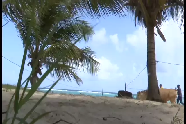 Spectacle insolite sur la très belle plage de La Feuillère : des Boeufs faisaient une démonstration au son du lewoz