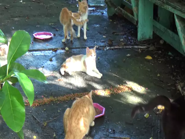 Protection animale : présentation de l'association les Tas de Poils de Marie Galante