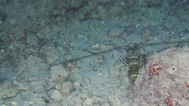 La balade des langoustes