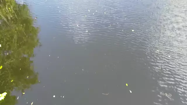 Survol de Vieux Fort et sa mangrove sur un air de Nostalgia