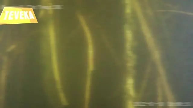 Mangrove St Louis plongée inédite au coeur de l'écosysème