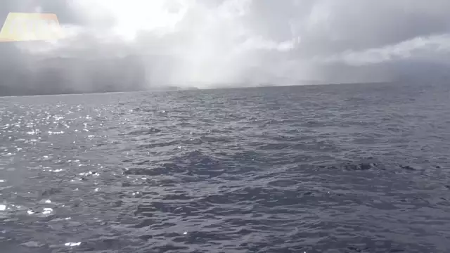 Un instant magique avec les dauphins