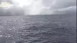 Un instant magique avec les dauphins
