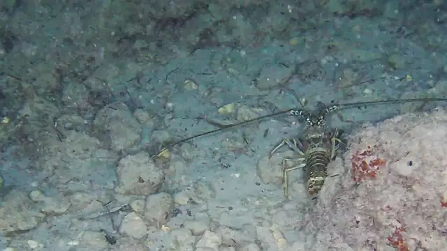 Insolite : La ballade des langoustes, c'est la fête !