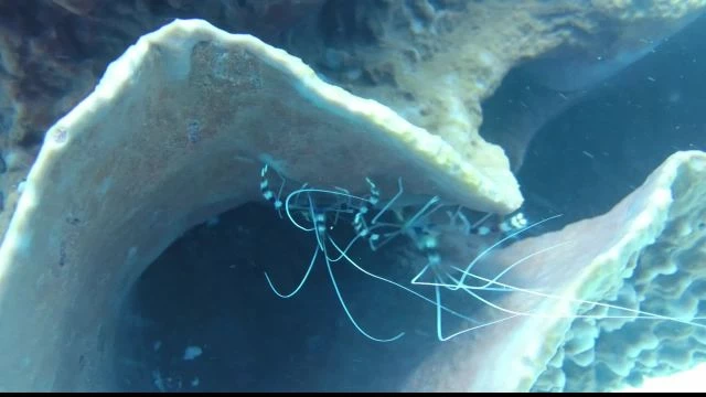 Revivez une plongée sous marine à l'Anse Canot