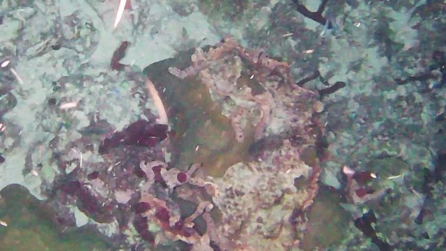 La nuit sous marine est magique avec Fifish le drone sous marin