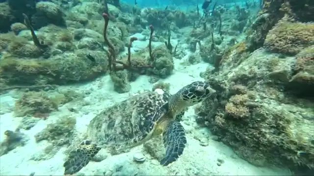 Bande Annonce Maria Galanda il était une fois une île