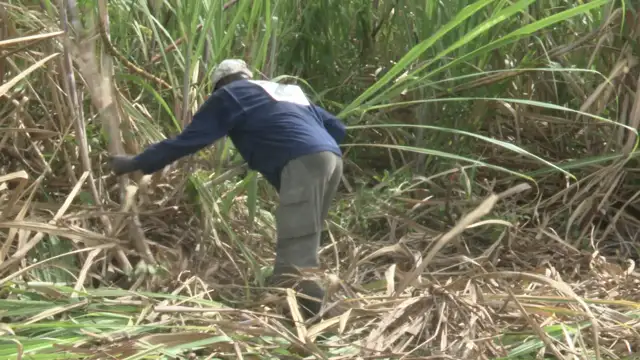 Les  coupeurs de cannes se retrouvent autour d'un concours