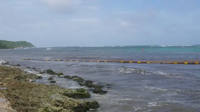 Sargasses cuvée 2025 le point sur les technologies et les solutions