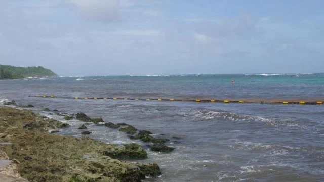 Sargasses cuvée 2025 le point sur les technologies et les solutions